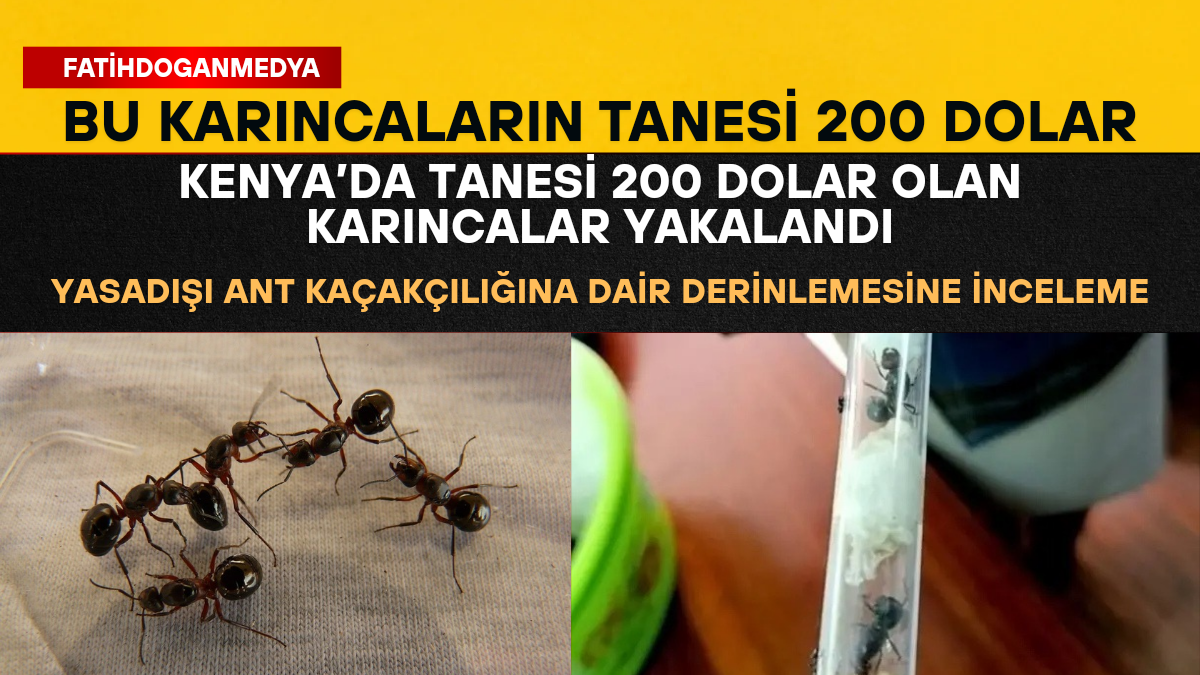 Kenya’da Tanesi 200 Dolar Olan Karıncalar Yakalandı: Yasadışı Ant Kaçakçılığına Dair Derinlemesine İnceleme