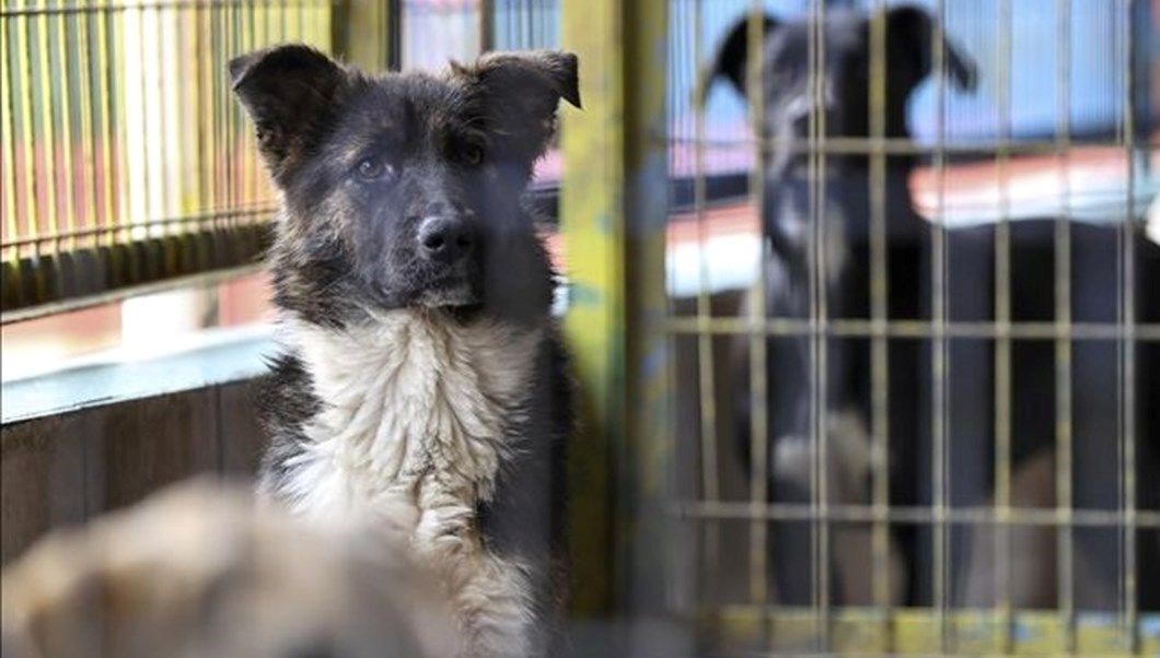 Sahipsiz sokak köpekleri denetimlerinde veterinerlere görev
