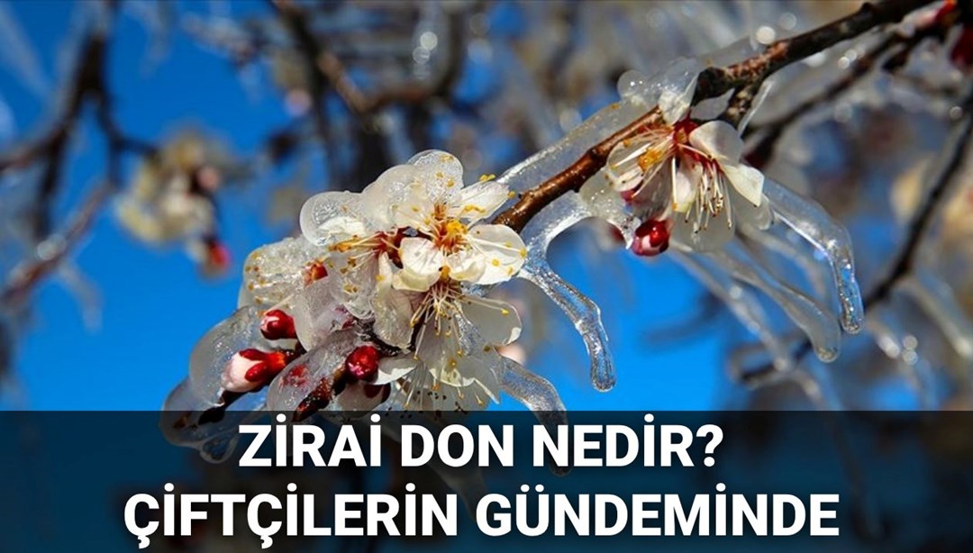 Zirai don nedir, ne demek? Çiftçilerin zararı karşılanacak mı? İşte zirai don olan iller