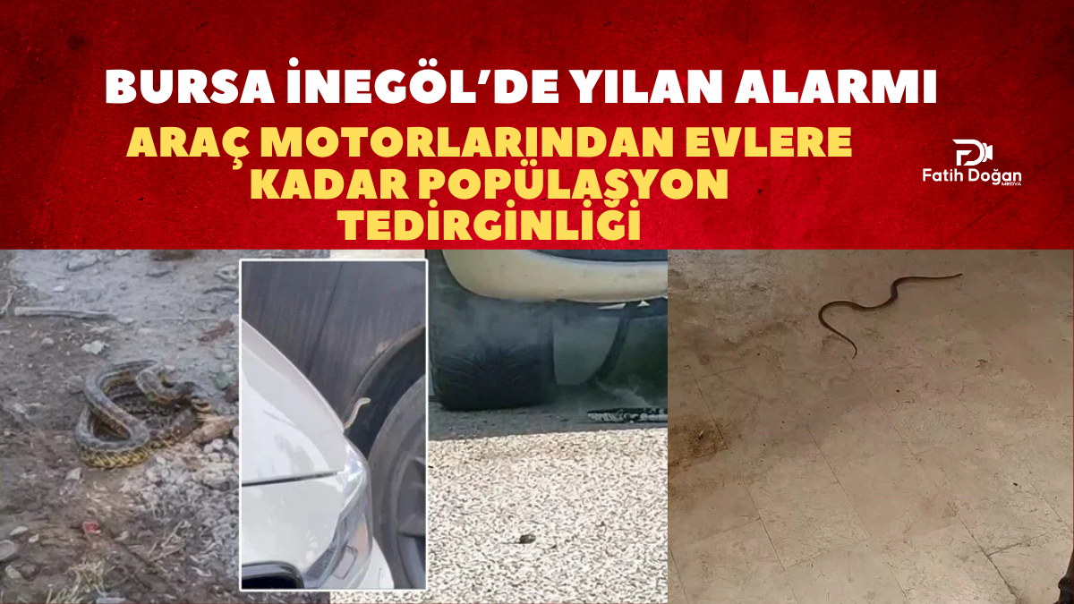 Bursa İnegöl’de Yılan Alarmı: Araç Motorlarından Evlere Kadar Popülasyon Tedirginliği