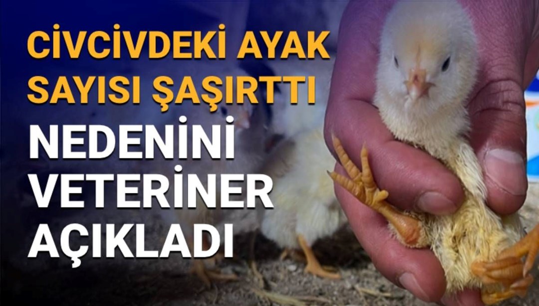 Çankırı'daki görüntü şaşırtmıştı: 4 ayaklı civciv nasıl olur? Sebebini veteriner açıkladı