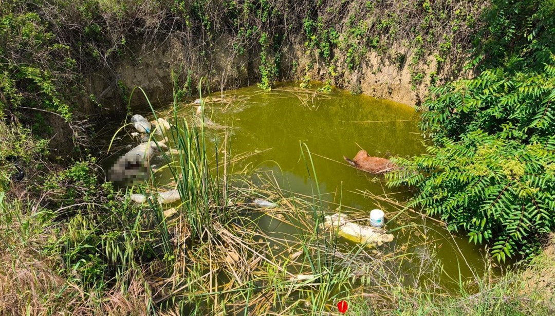 Edirne’de vahşet: Su dolu çukurda başsız 3 köpek bulundu!