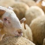 Kurban Bayramı ne zaman? Kurban Bayramı'na kaç gün kaldı?