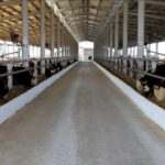 Sivas bazı köy ve mahallelerde şap karantinası başlatıldı