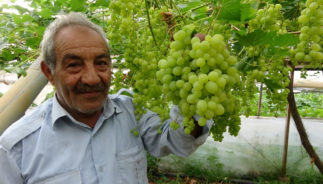 Zirai don meyve fiyatlarını vurdu: İlk ürünler 250 TL'den alıcı buluyor
