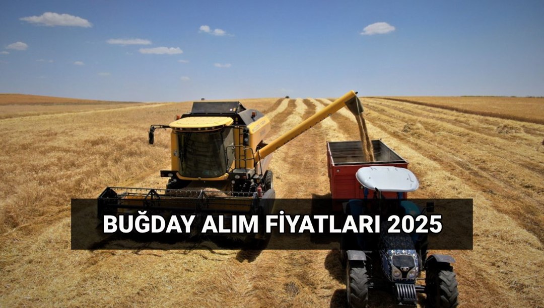 Buğday alım fiyatı 2025: TMO makarnalık ve ekmeklik buğday, arpa ton başına ne kadar oldu? Hububat alım ücretleri ne zaman yatacak?