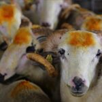 Kurban bayramın kaçıncı günü kesilir? Kurban kesim vakti ne zaman başlar ve biter?