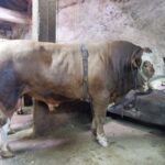 Tam 1 ton 200 kilo! Alıcısını buldu, fiyatı dudak uçuklattı