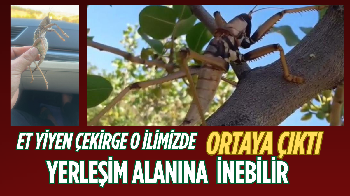 tarafsız_20250721_170614_0000