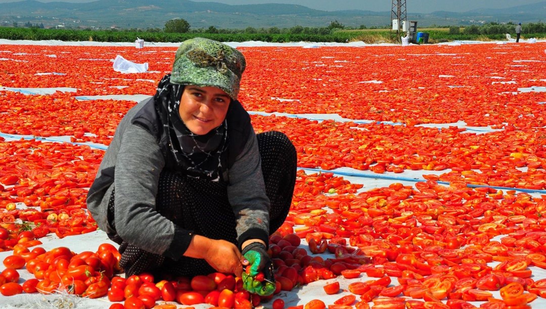 34 ülkeye ihraç: Kilosu 110 ve 120 TL arasında