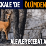 Erdoğa ve Meloni DolmabahçA_20250817_141819_0000