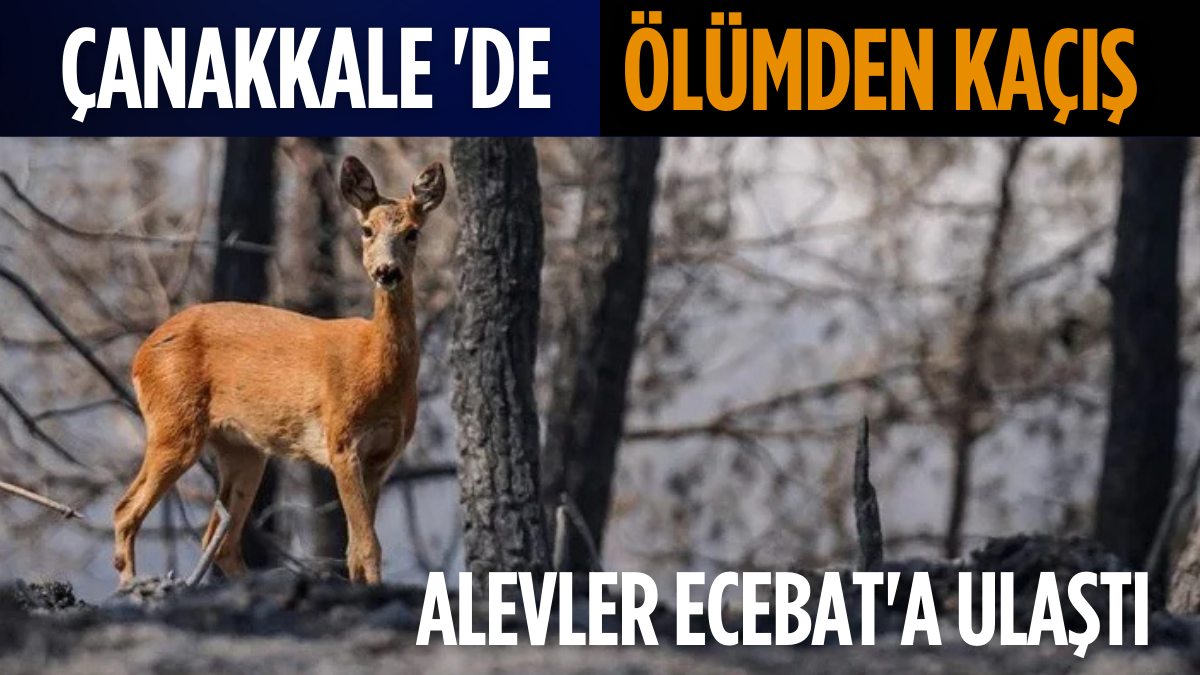 Erdoğa ve Meloni DolmabahçA_20250817_141819_0000