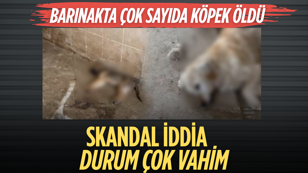 Erdoğan ve Meloni DolmabahçA_20250803_232040_0000