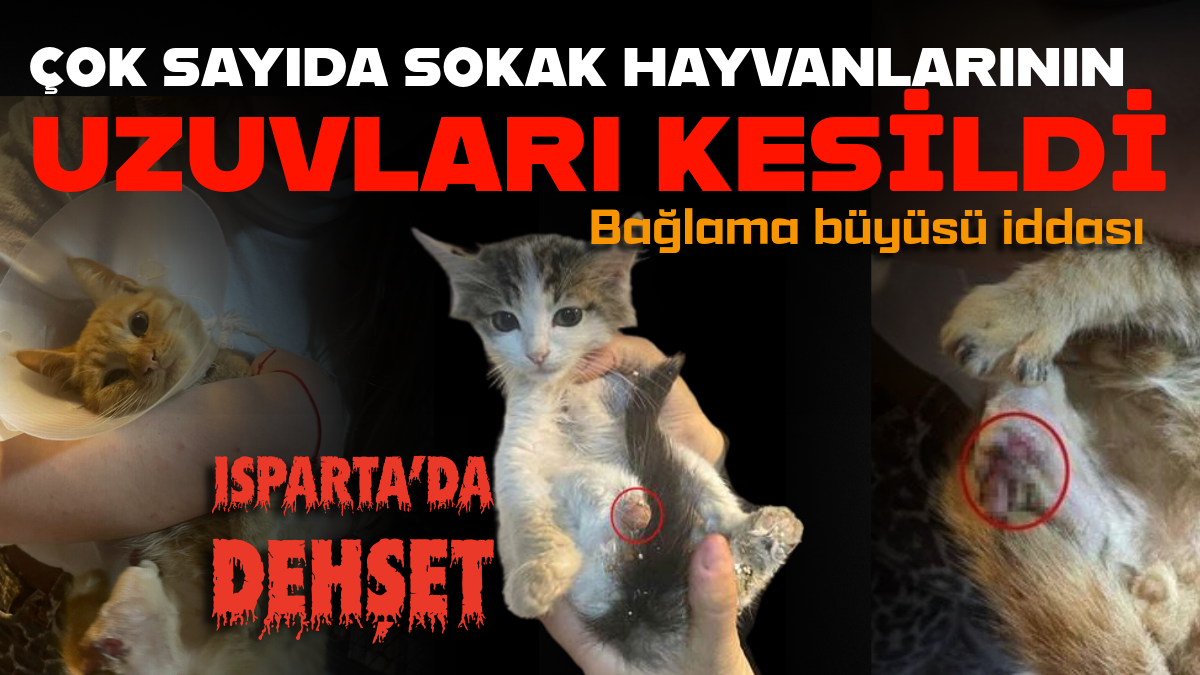 Başlıksız (17)