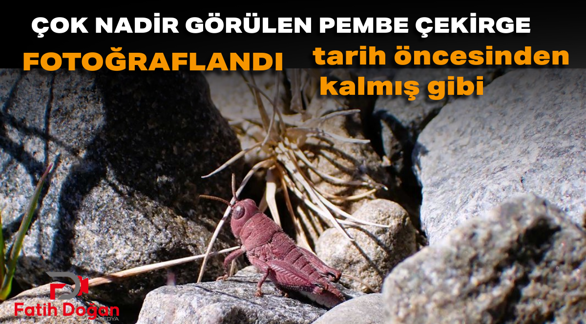 Çok nadir görülen PEMBE ÇEKİRGE fotoğraflandı — “Tarih öncesinden kalmış gibi”