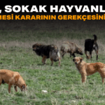 Başlıksız-1_edit_70628753432450