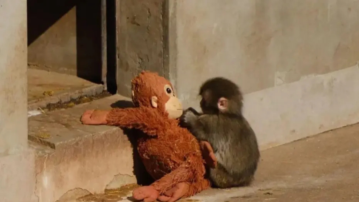 Yavru maymun Punch peluşuyla dünya çapında viral oldu — Oyuncaklar yok satıyor, 250 bin dolarlık teklif gündemde