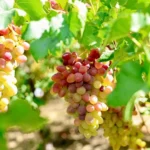 grok_1789034358607